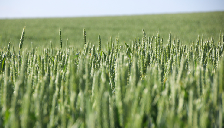 Close-up of crops growing in a field