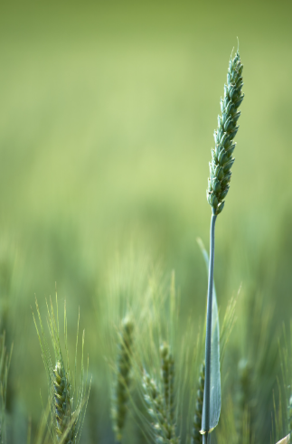 Close-up of a healthy crop growing in a field