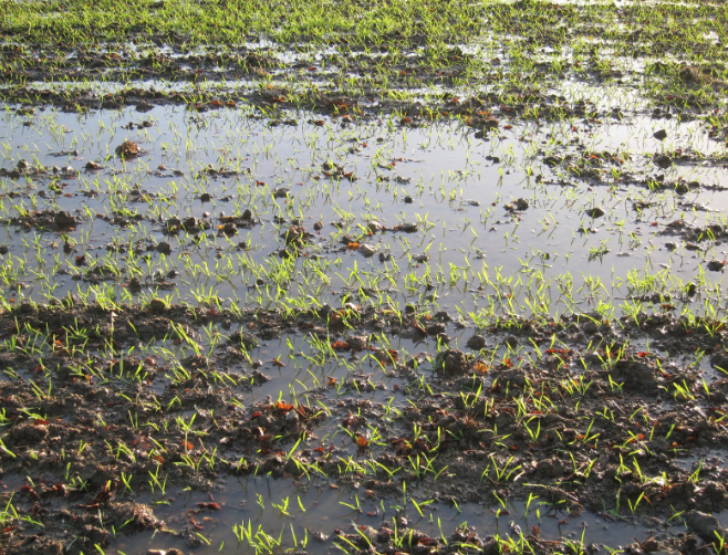 Waterlogged field with struggling crop growth