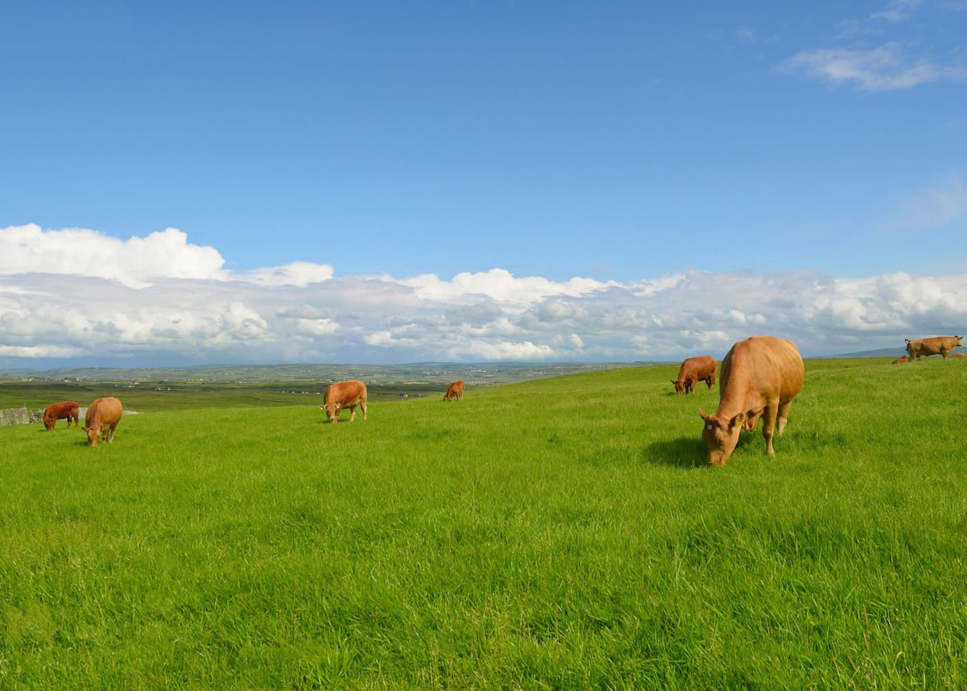 cows in field slider