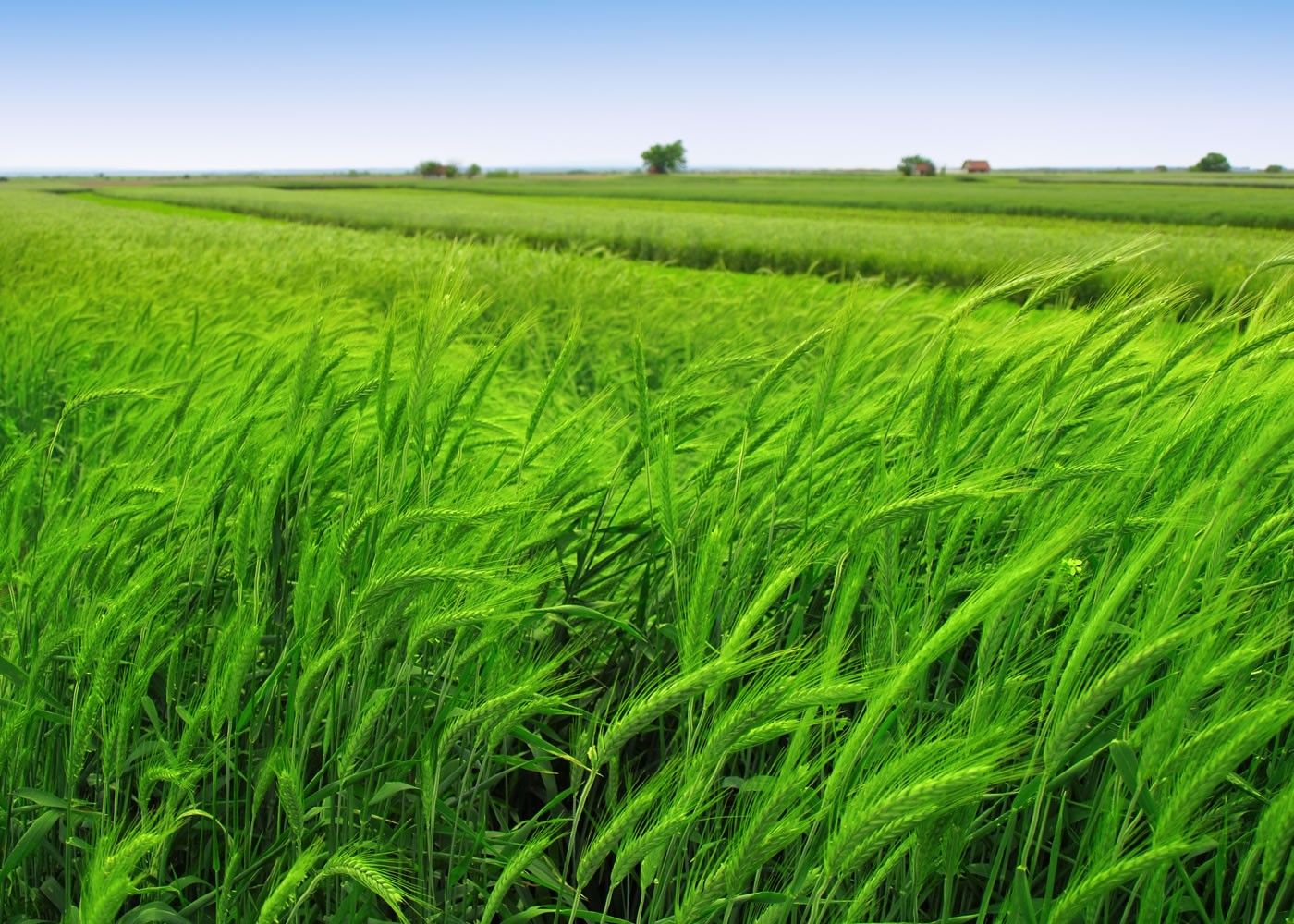 green wheat slider