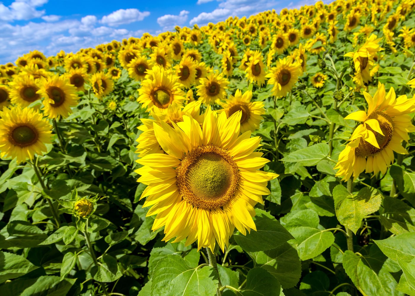 sunflower slider